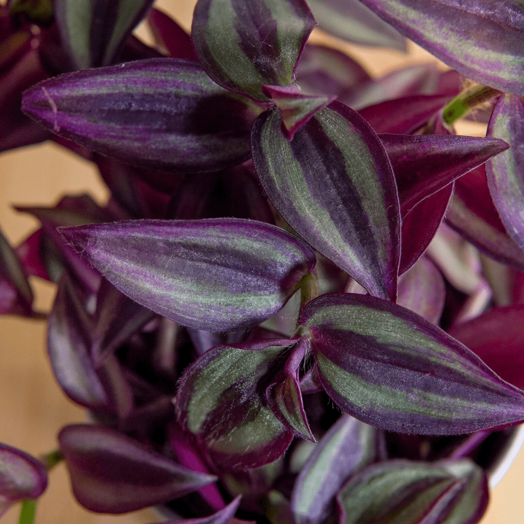 Tradescantia Zebrina Hill Ø9 -