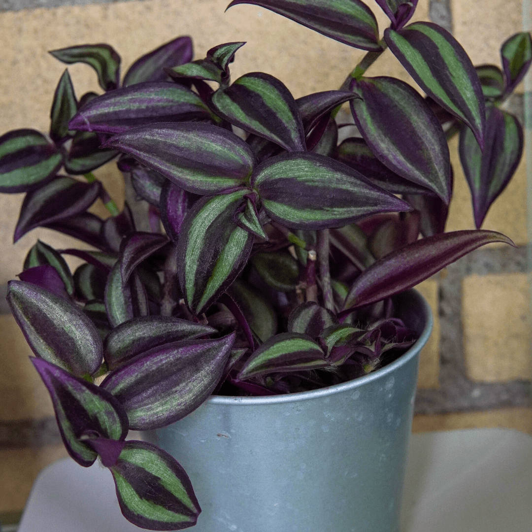 Tradescantia Zebrina Hill Ø9 -