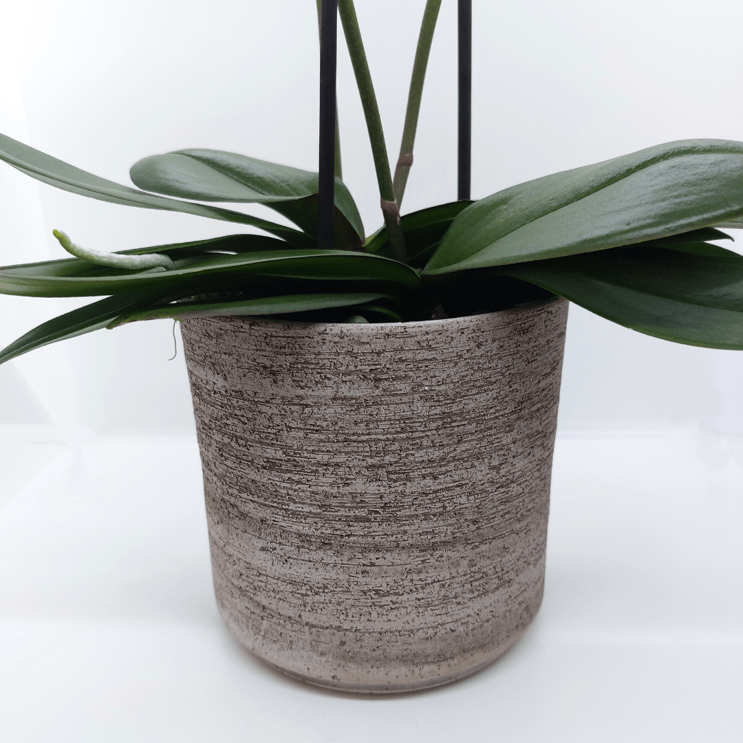 Vaso Ceramica "Etruria" -