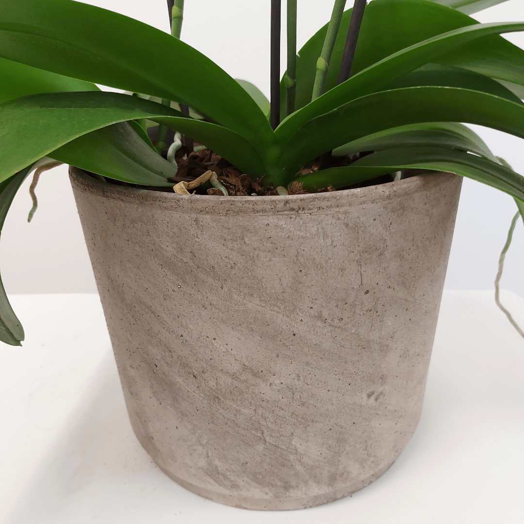Vaso Ceramica "Etruria" -