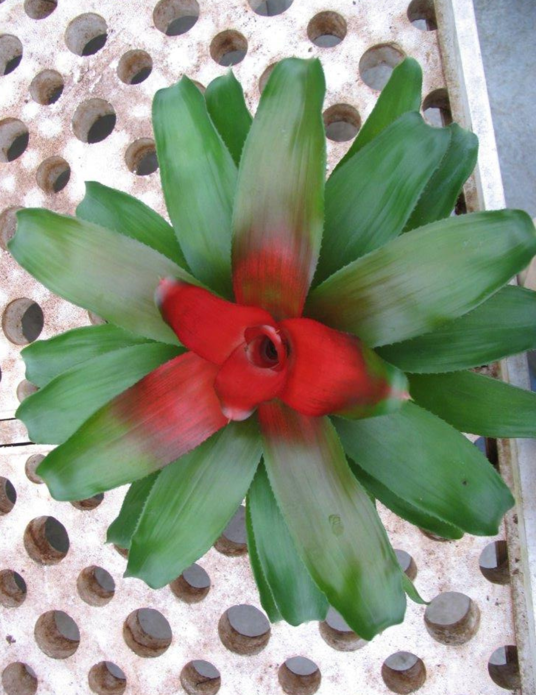 Neoregelia Meyendorfii Ø9