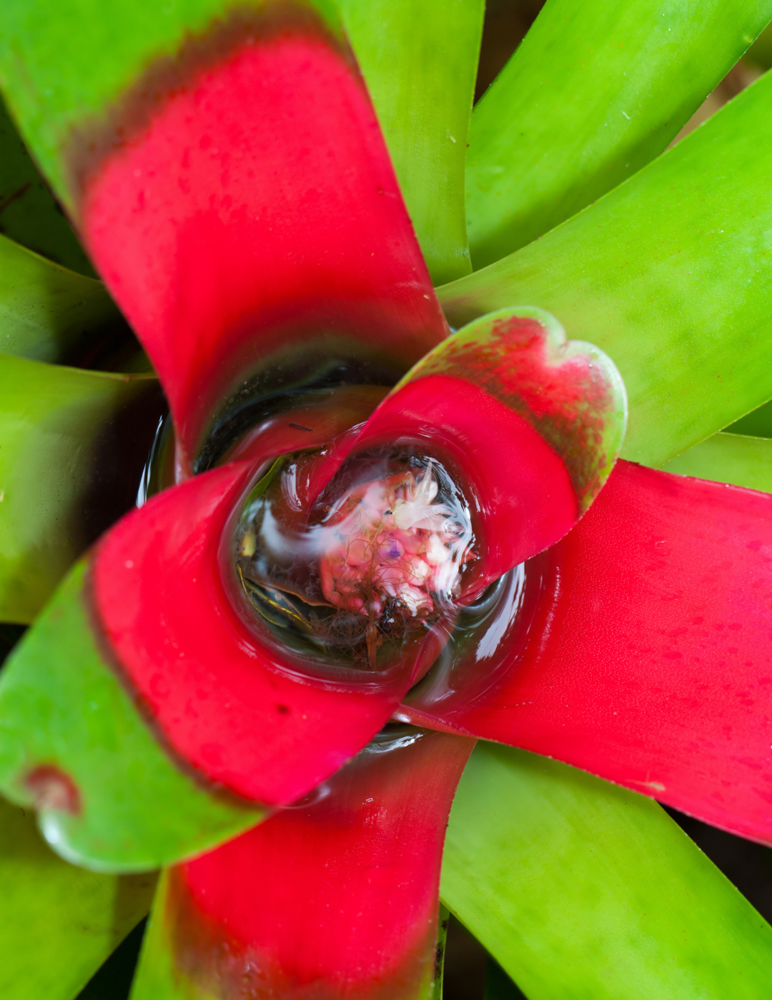 Neoregelia Meyendorfii Ø9