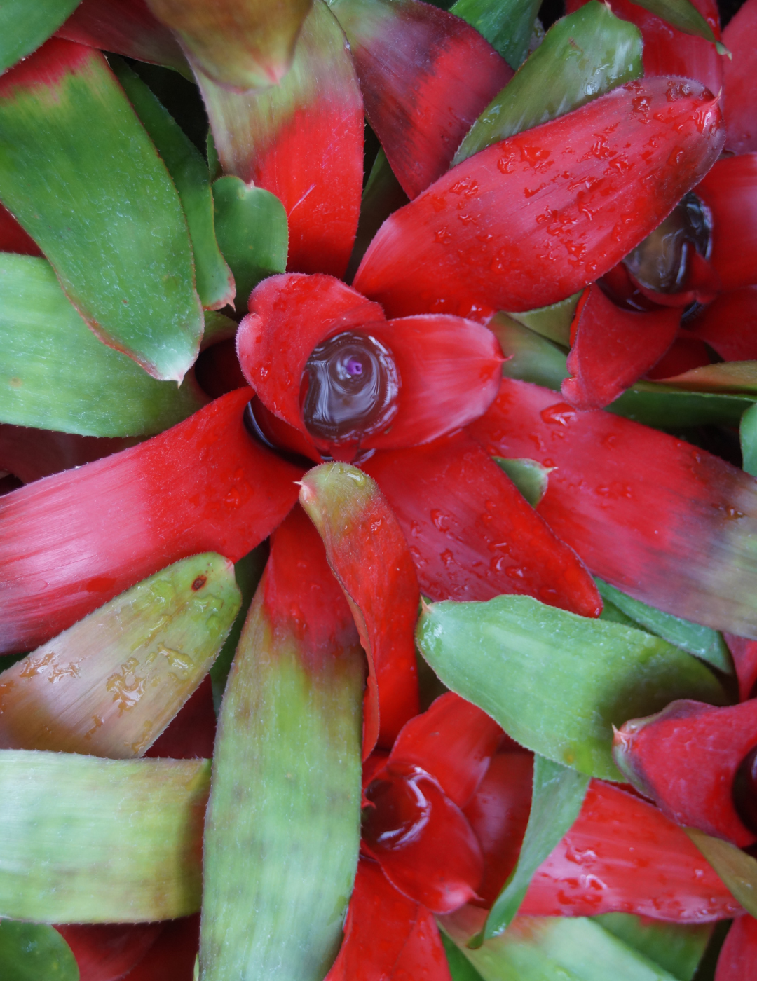 Neoregelia Meyendorfii Ø9