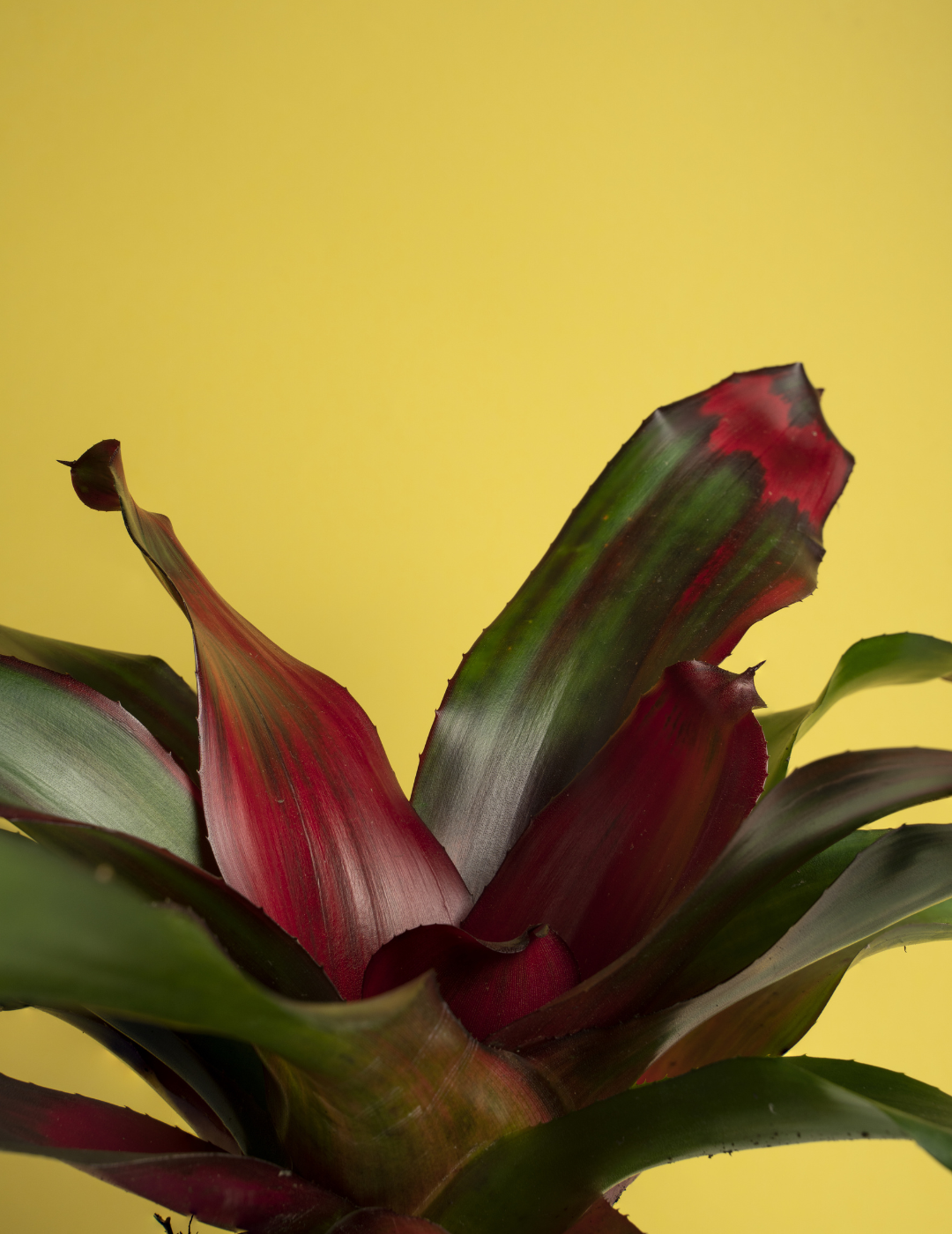 Neoregelia Meyendorfii Ø9