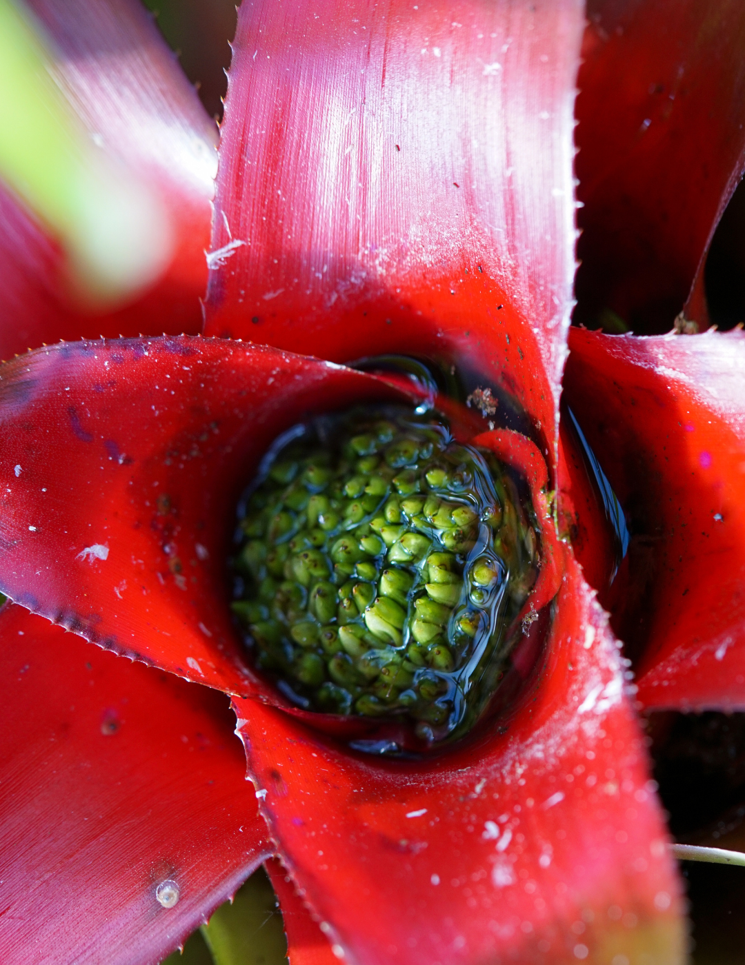 Neoregelia Meyendorfii Ø9