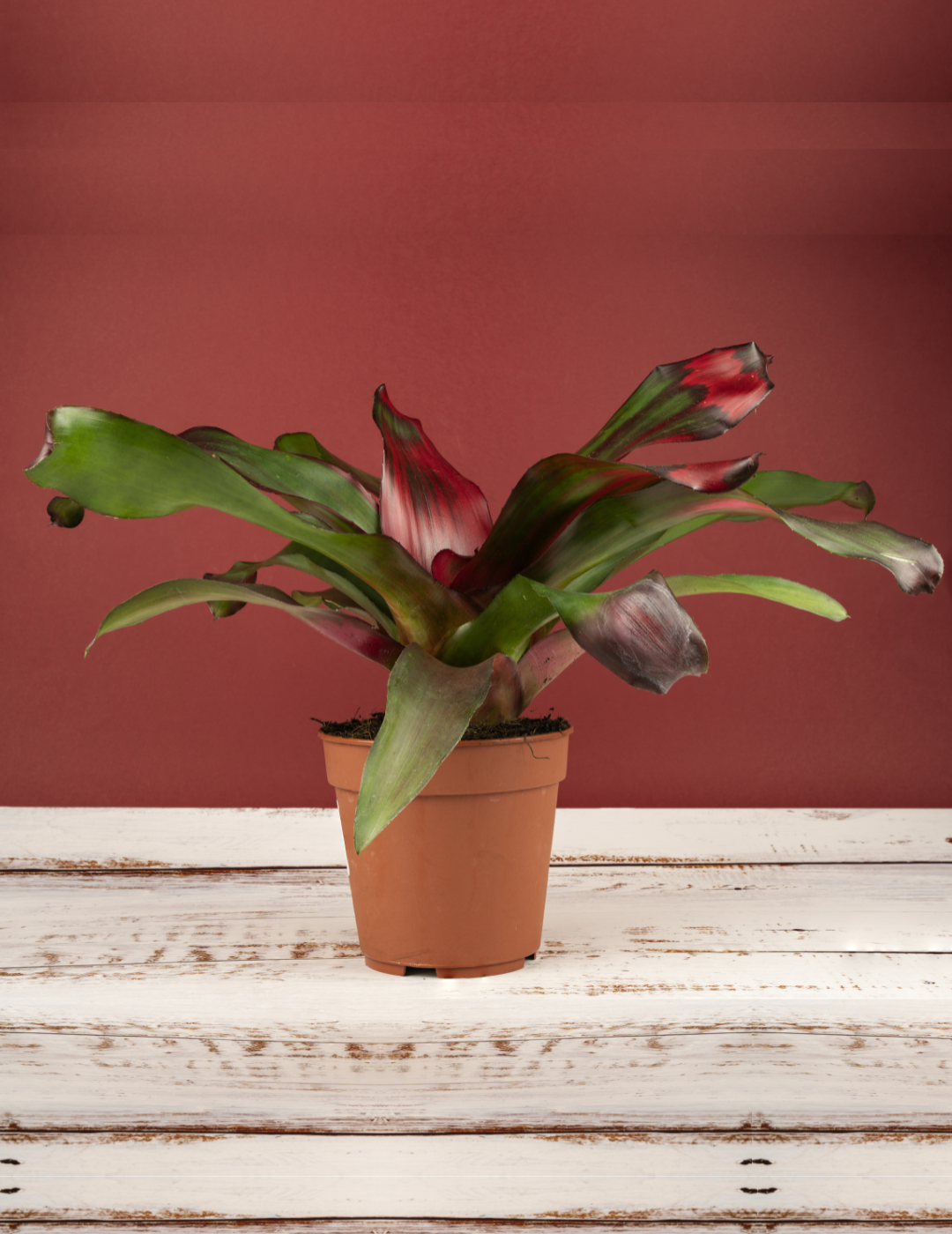 Neoregelia Meyendorfii Ø9