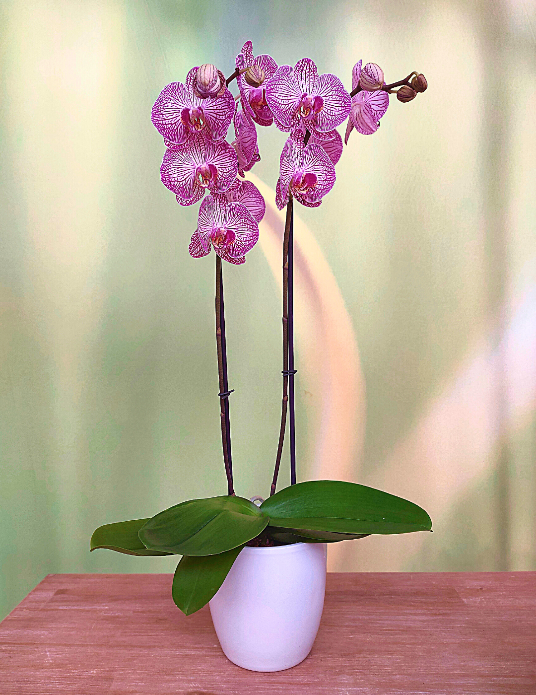 Phalaenopsis Cosmopolitan Ø12