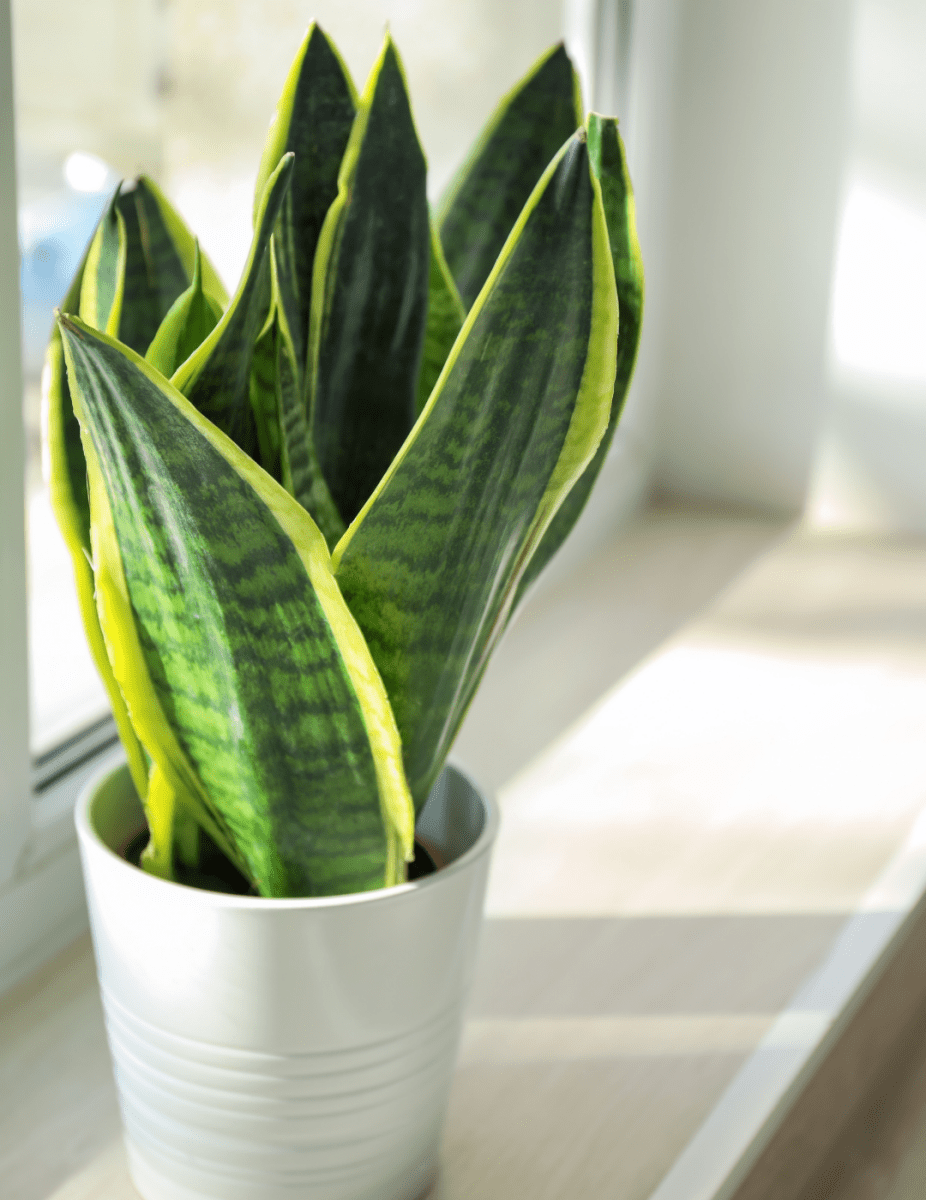 Sansevieria "Futura" -