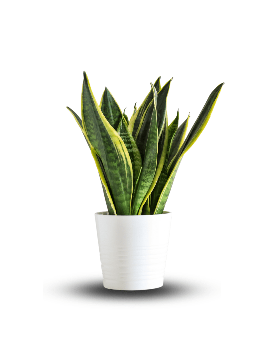 Sansevieria "Futura" -