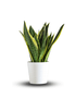 Sansevieria "Futura" -