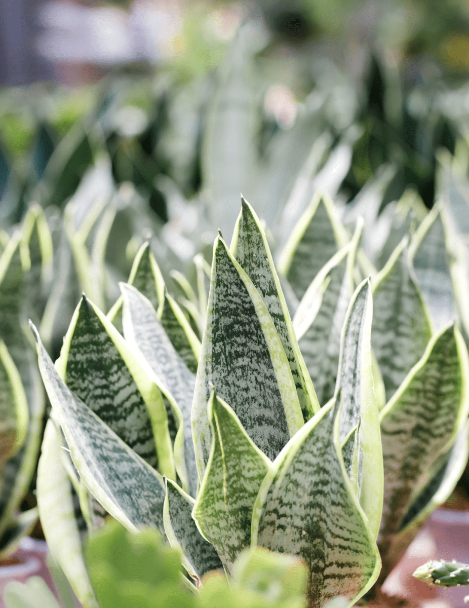 Sansevieria "Futura" -