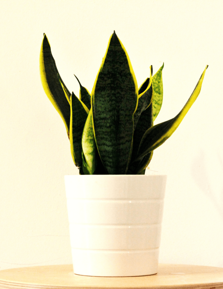 Sansevieria "Futura" -