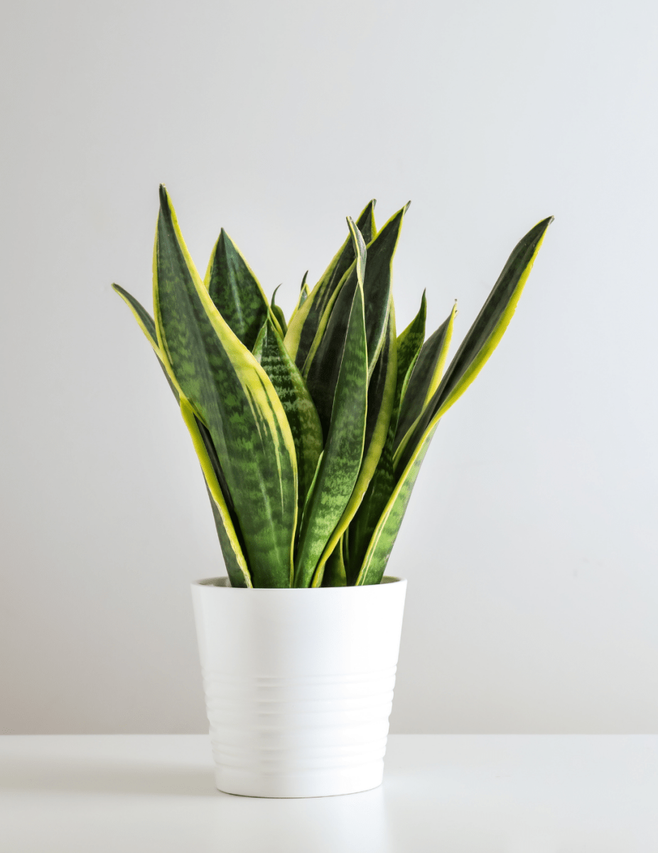 Sansevieria "Futura" -