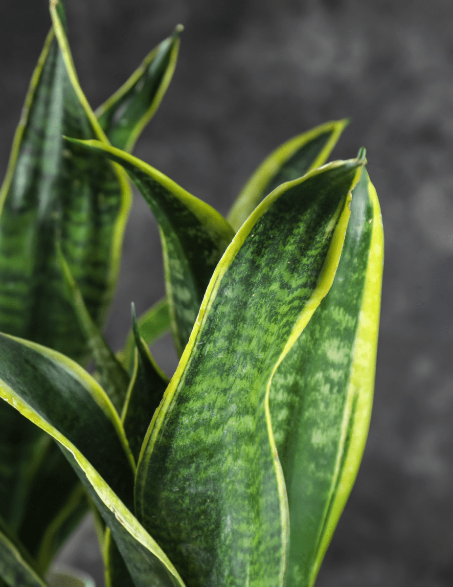 Sansevieria "Futura" -