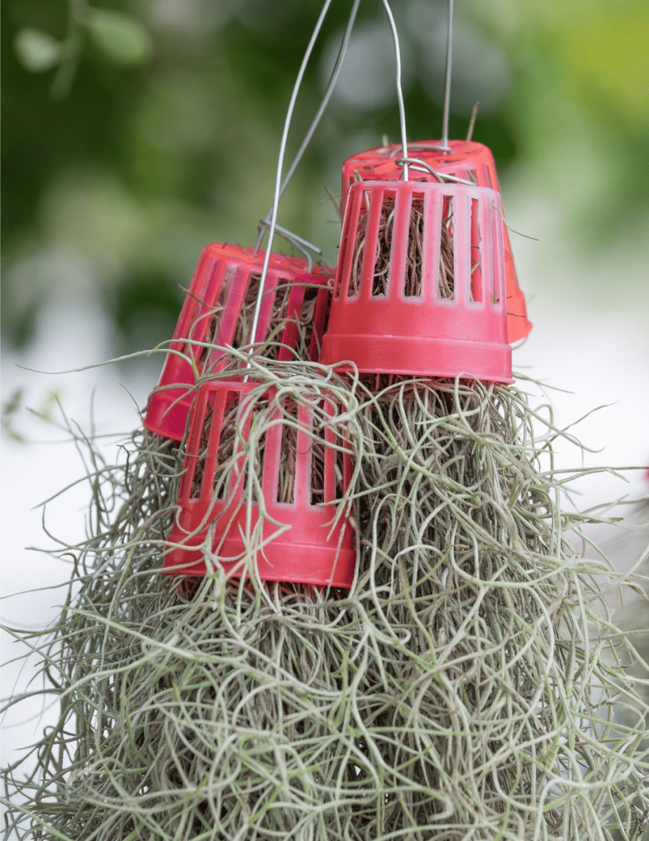 Tillandsia Usneoides -