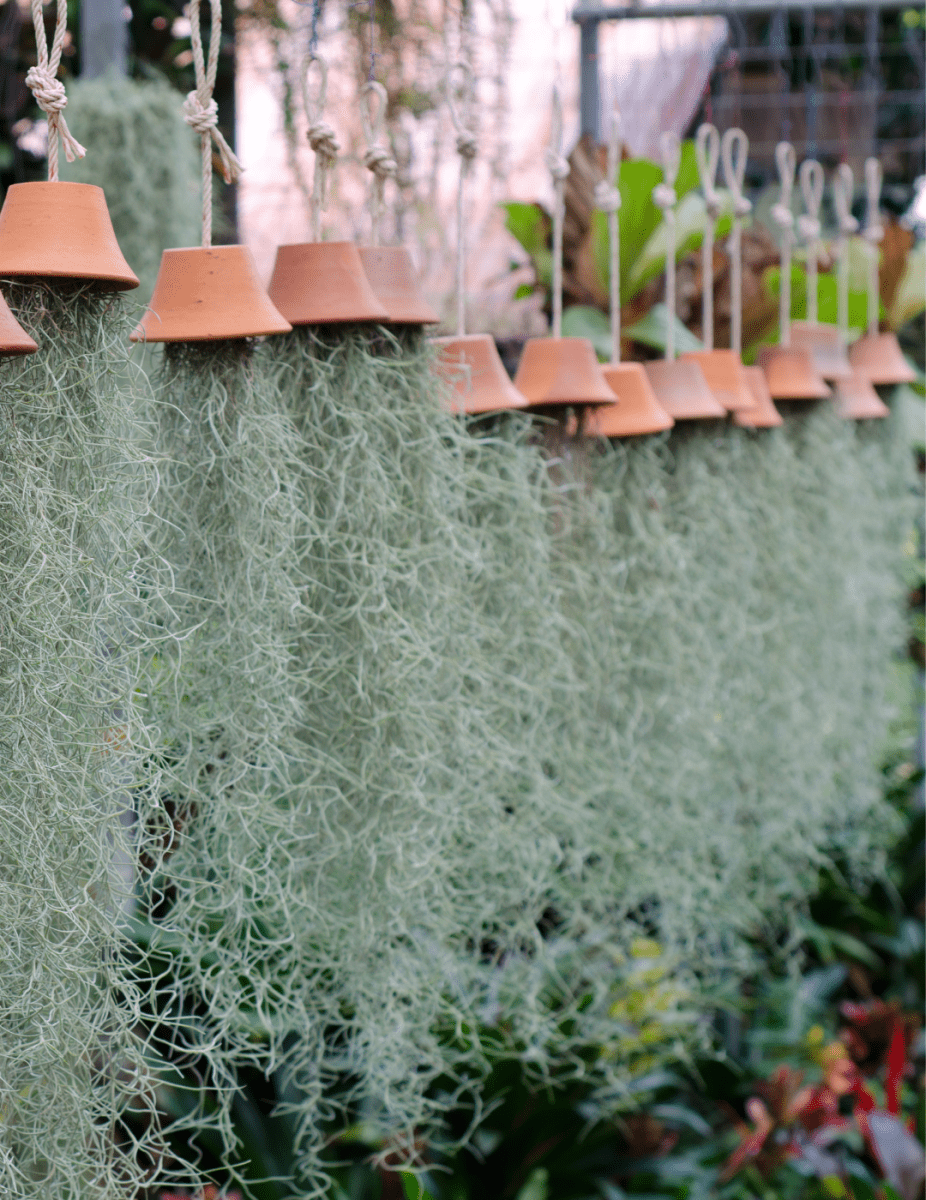 Tillandsia Usneoides -