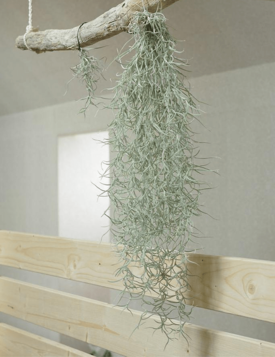 Tillandsia Usneoides -