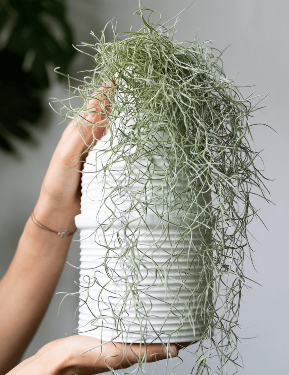 Tillandsia Usneoides -
