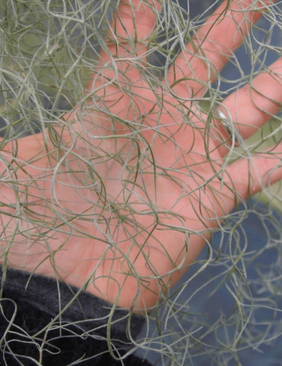 Tillandsia Usneoides -