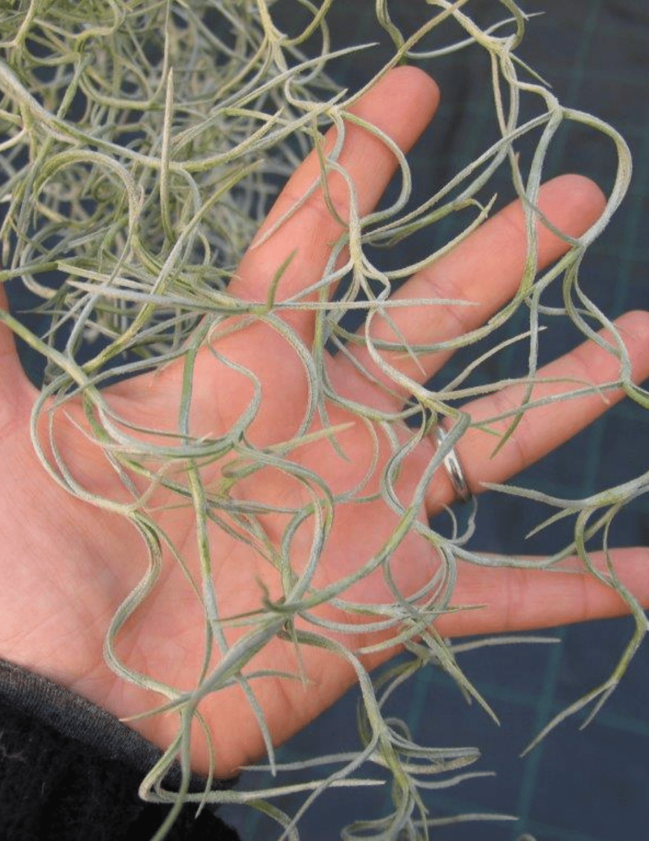 Tillandsia Usneoides -