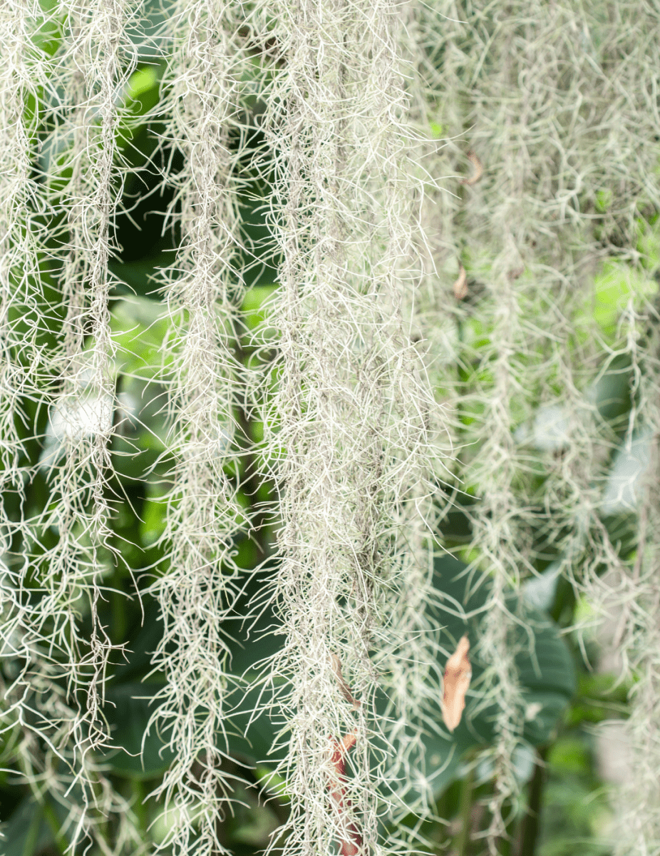 Tillandsia Usneoides -
