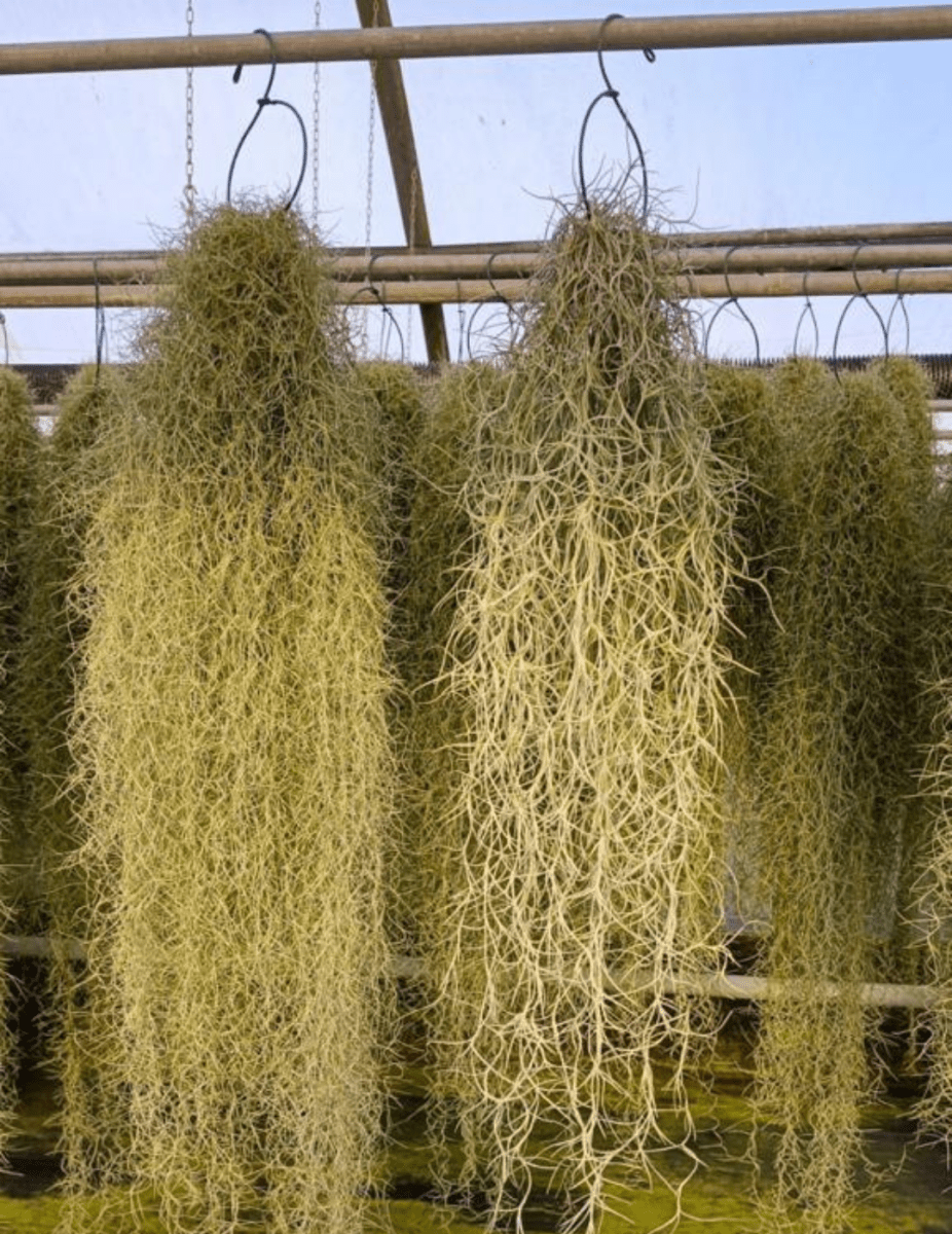Tillandsia Usneoides -