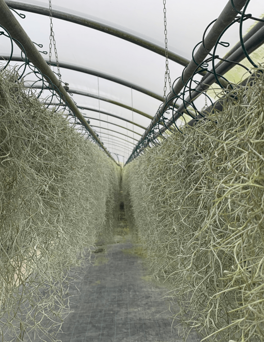 Tillandsia Usneoides -