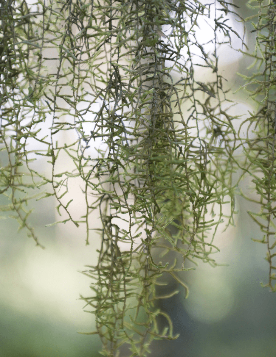 Tillandsia Usneoides -