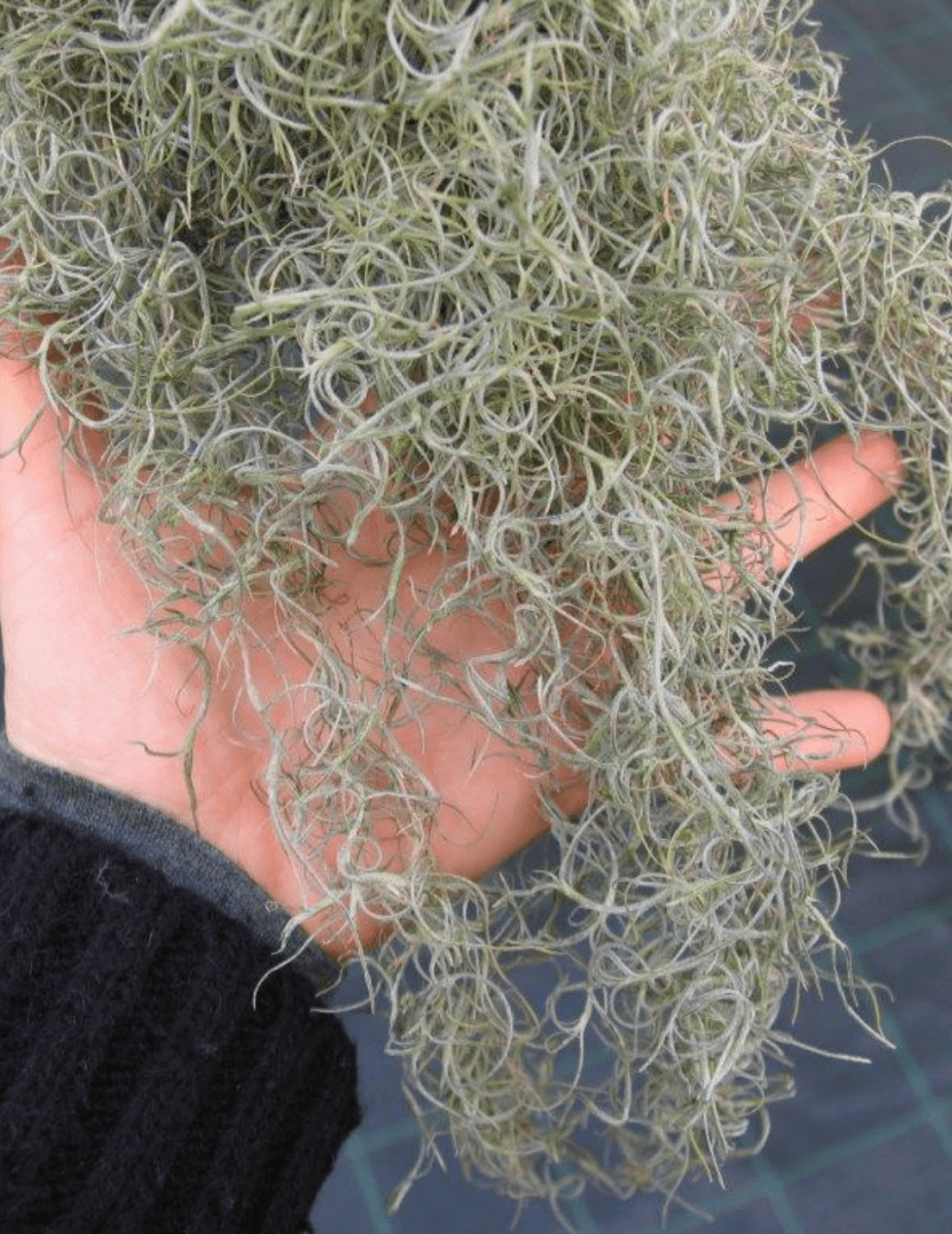 Tillandsia Usneoides -
