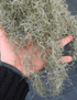Tillandsia Usneoides -