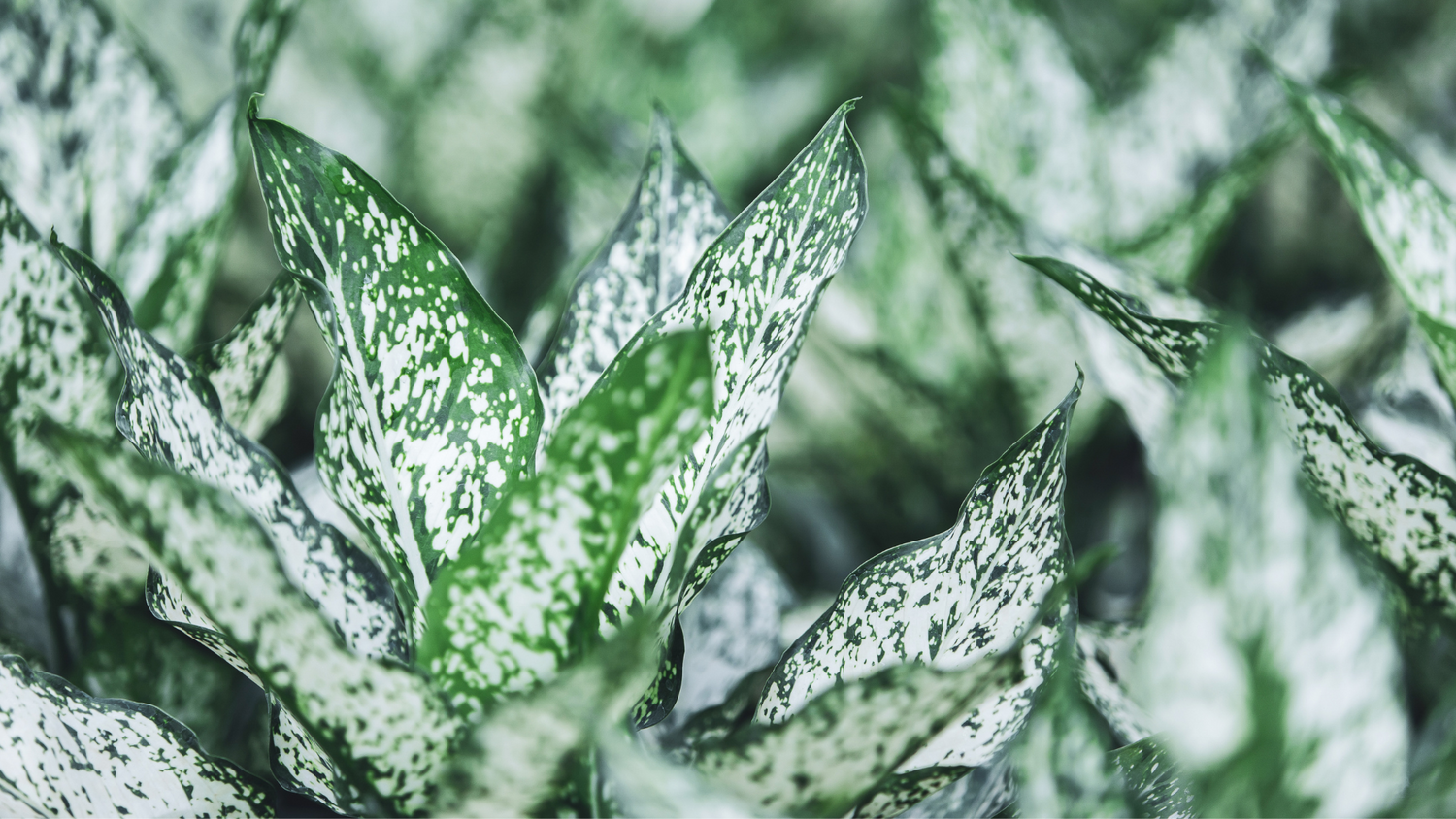 AGLAONEMA: Il TOP della purificazione!