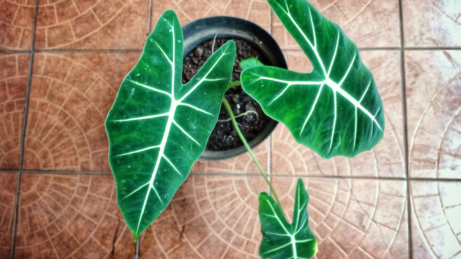 ALOCASIA: Orecchie di Elefante