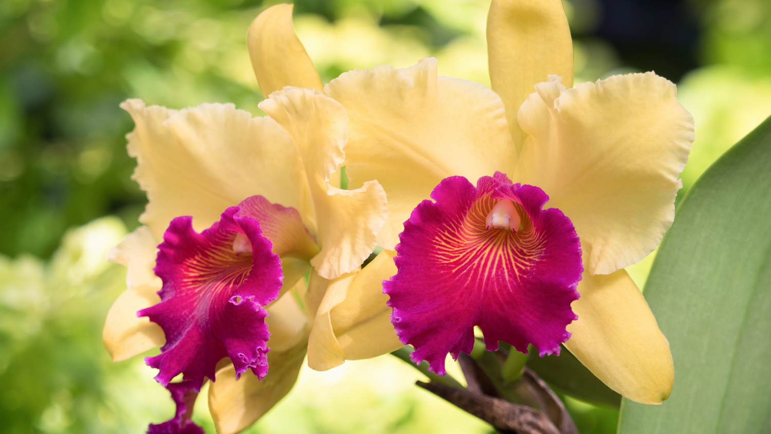 Cattleya: Storia da REGINA delle Orchidee