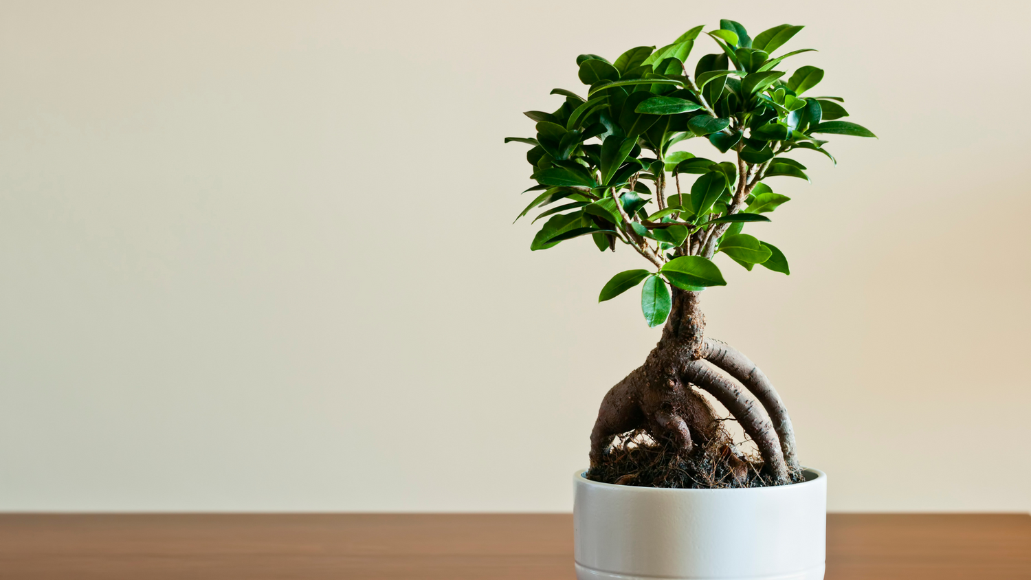 FICUS BONSAI: Un bonsai per amico