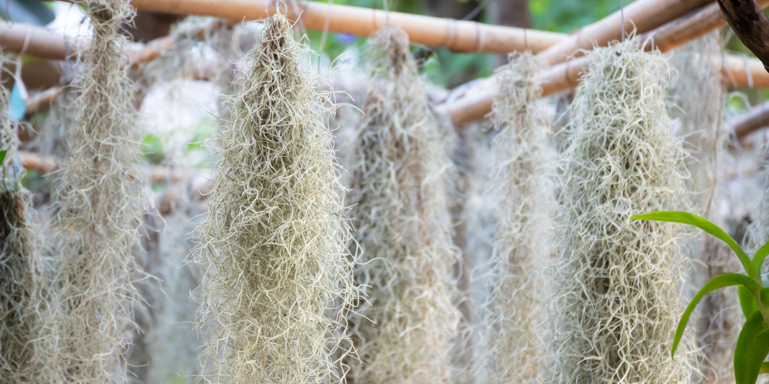 Tillandsia: Il limite è solo la fantasia!