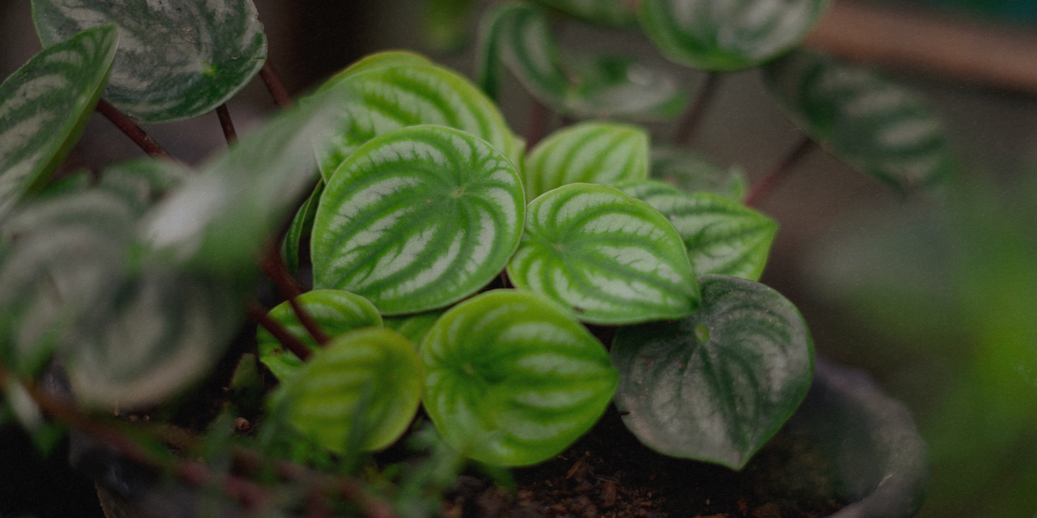 Peperomia