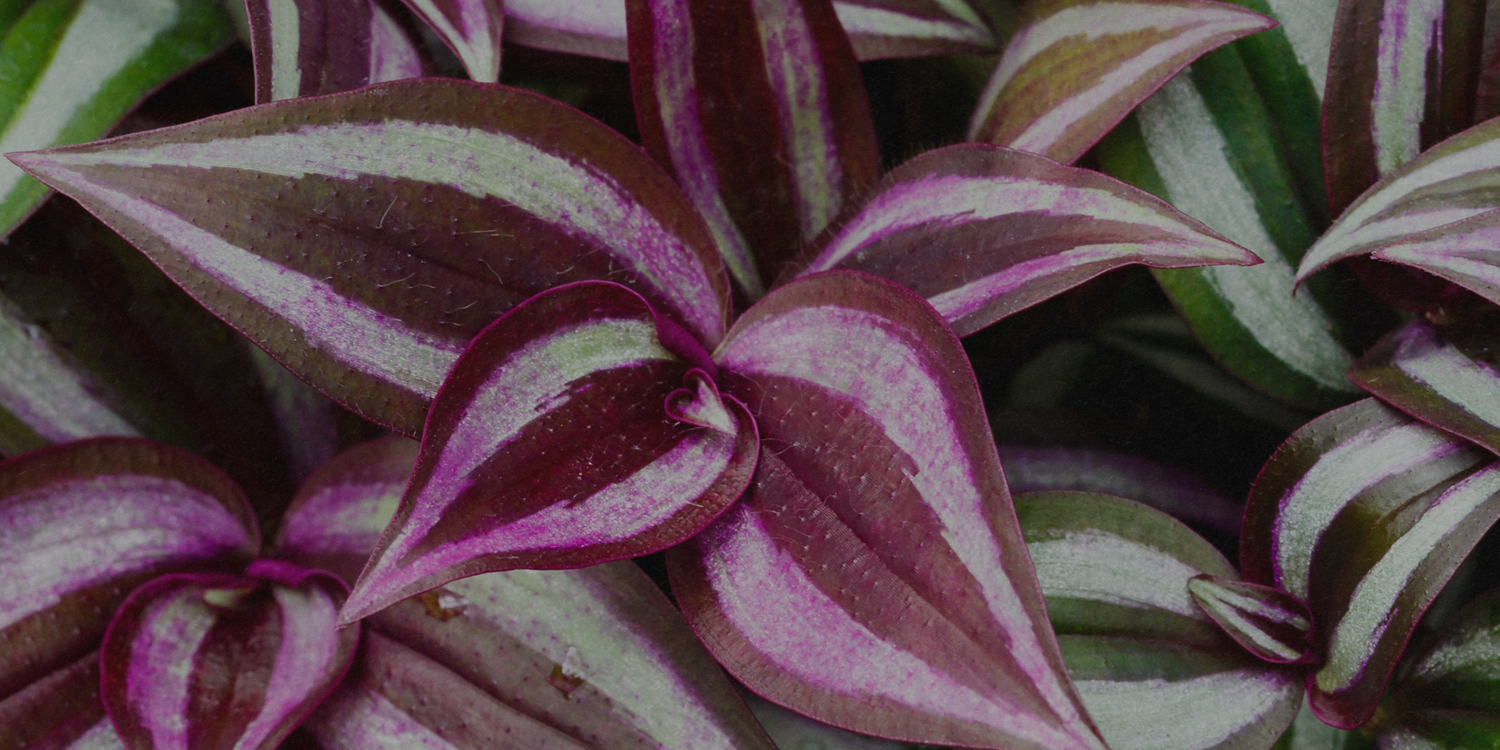 Tradescantia