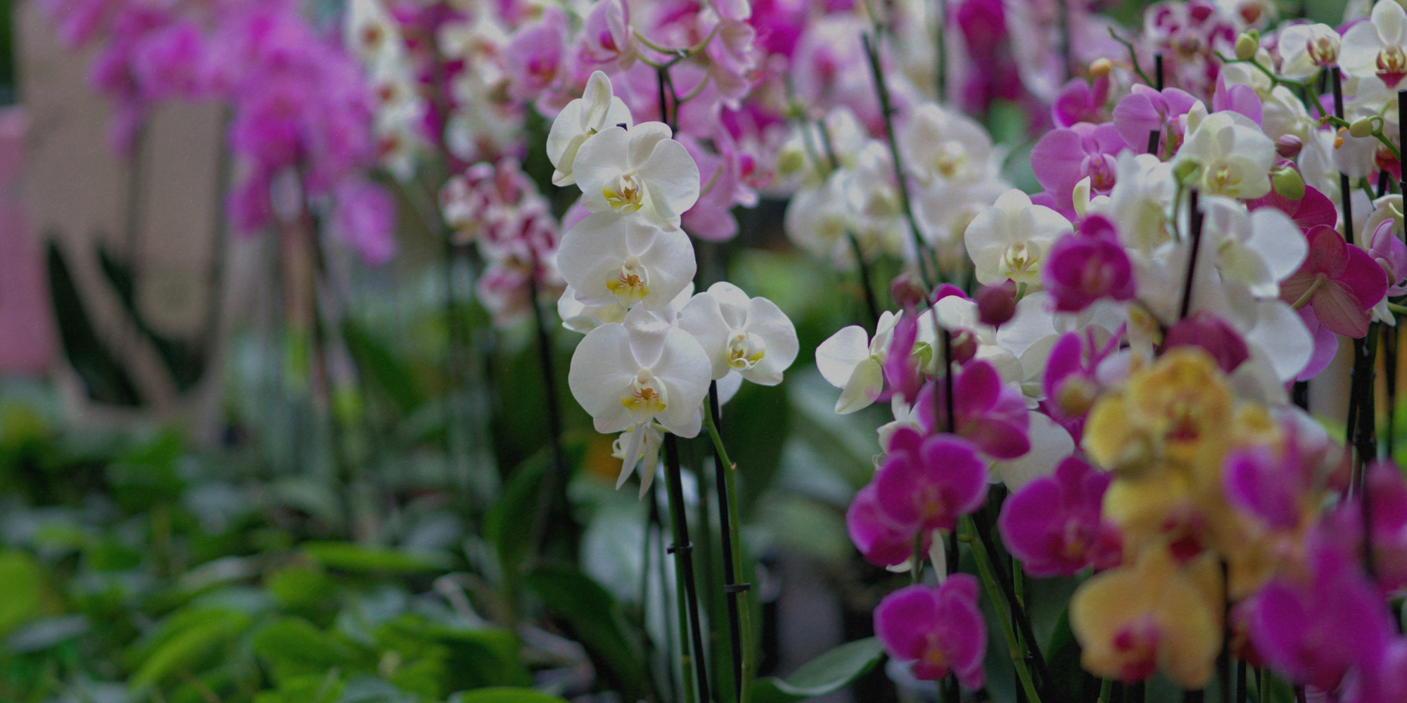 Come riconoscere un Orchidea sana al momento dell'acquisto?