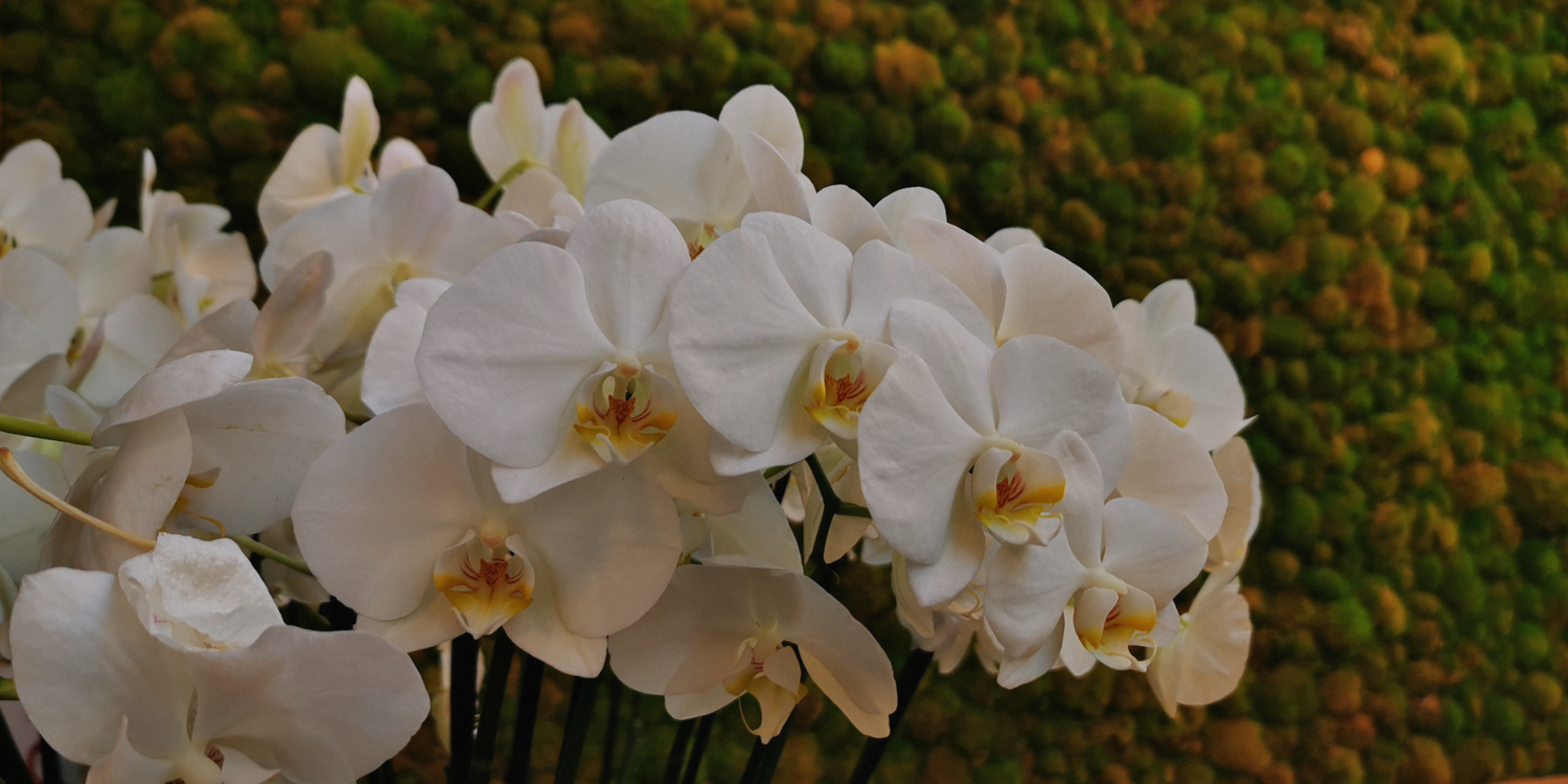 Phalaenopsis: Le 5 cure essenziali per farla fiorire!