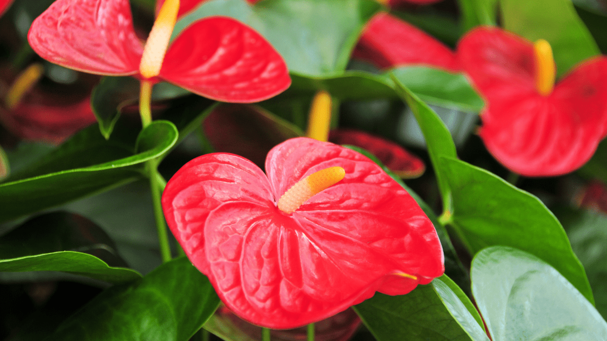 ANTHURIUM: Come curarlo facilmente in casa! - Flogheter
