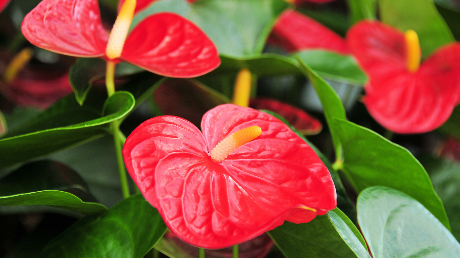 ANTHURIUM: Come curarlo facilmente in casa!