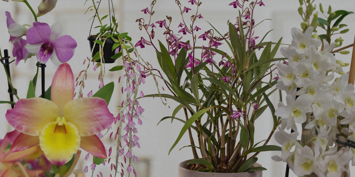 Dendrobium: Le 5 varietà da non perdersi!