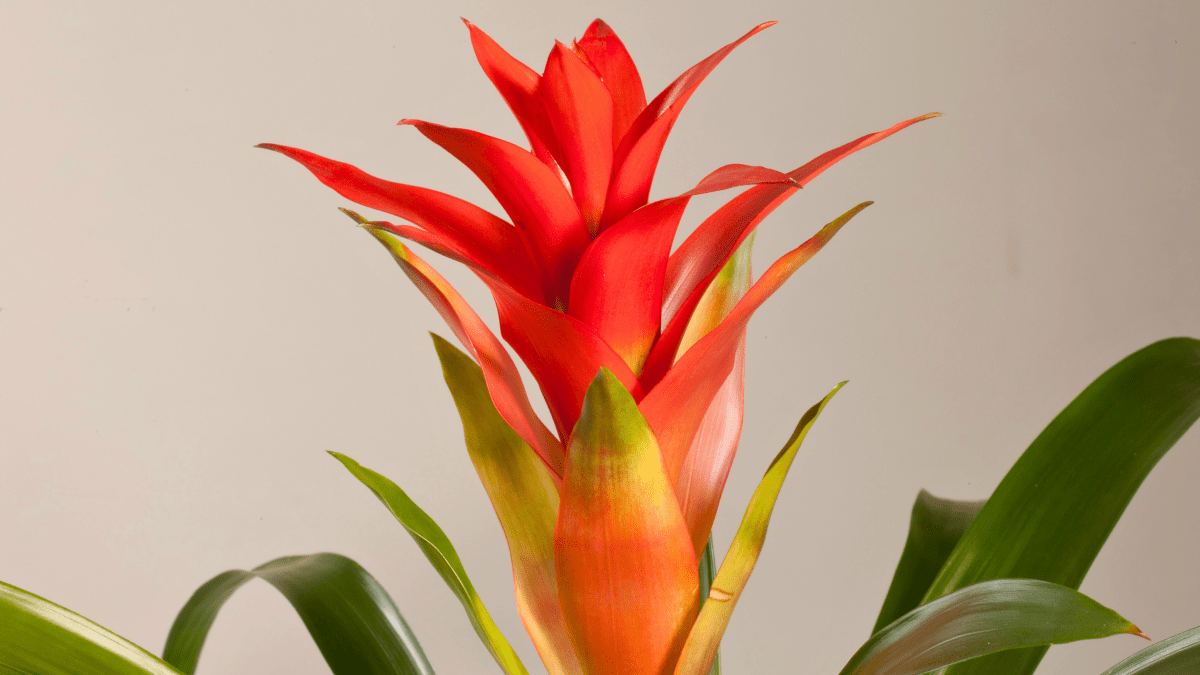 GUZMANIA: Una rosetta in vaso - Flogheter
