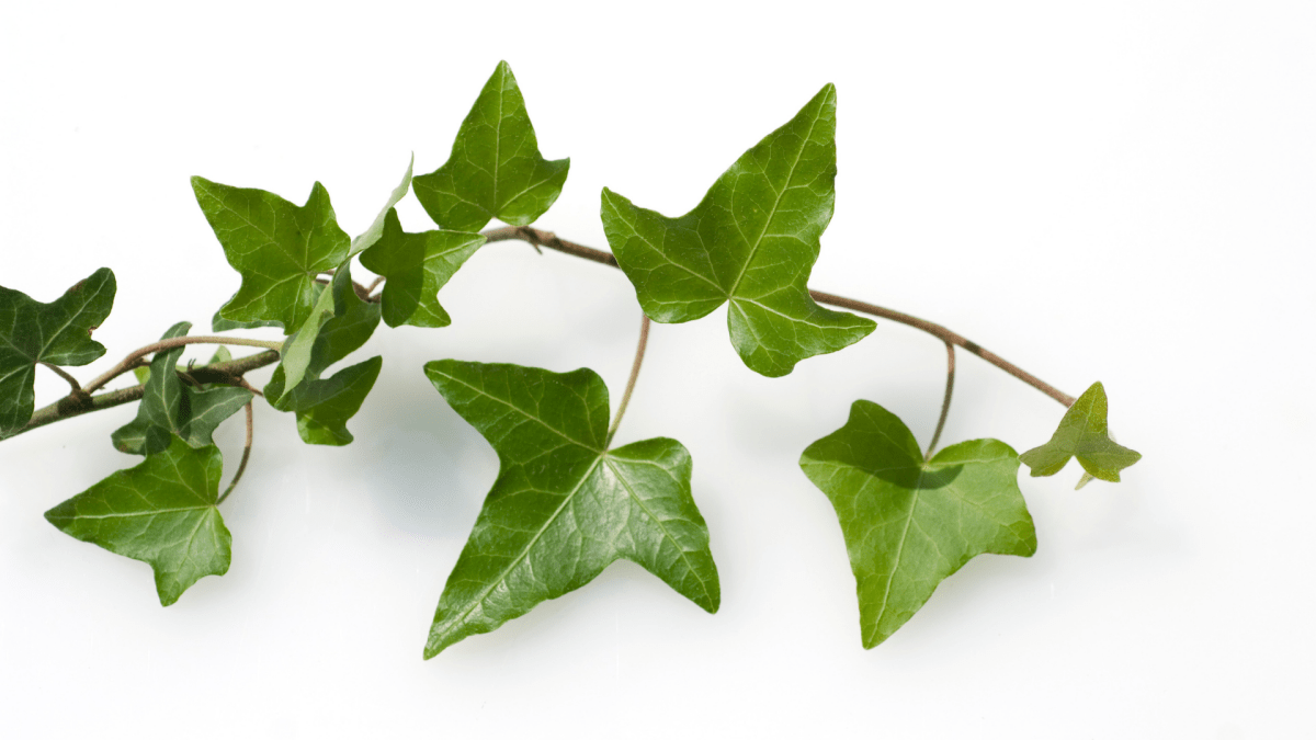 HEDERA: Rustica ma Elgante - Flogheter