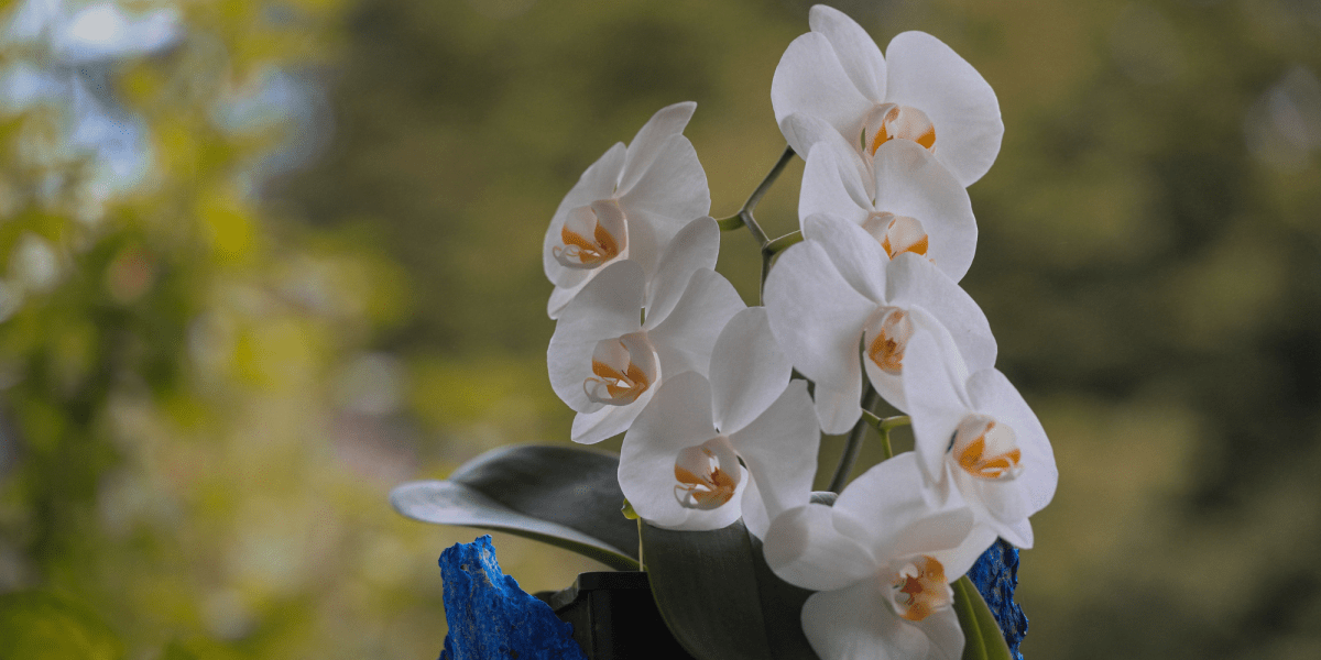 Quando,dove e perchè portare un Orchidea all'esterno - Flogheter