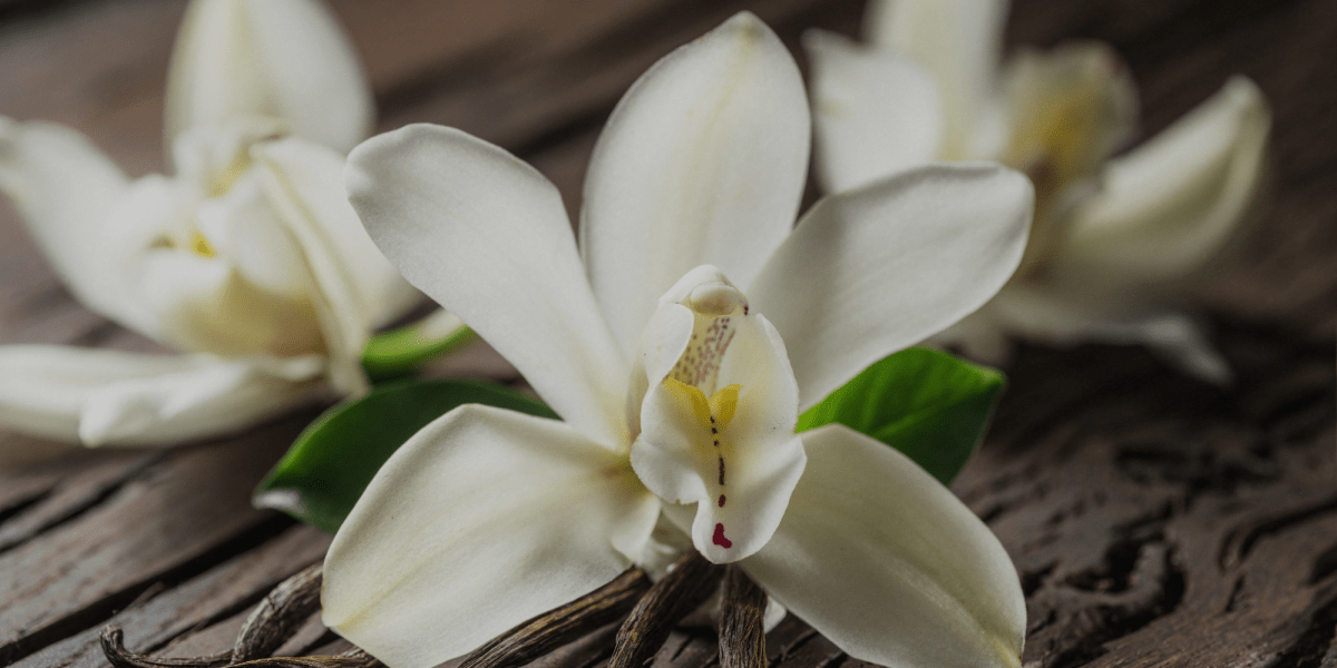 VANILLA: è davvero ciò che si usa in cucina? - Flogheter