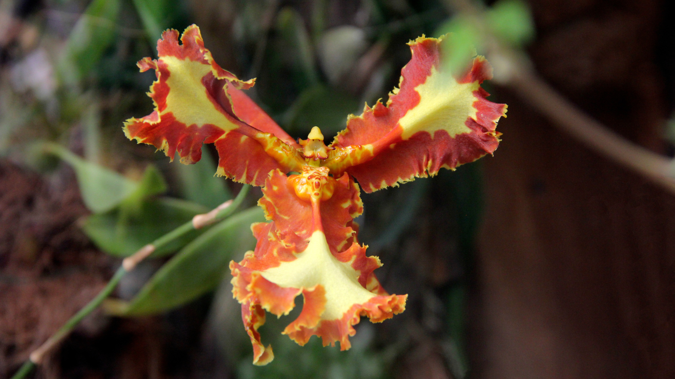 Orchidee Botaniche