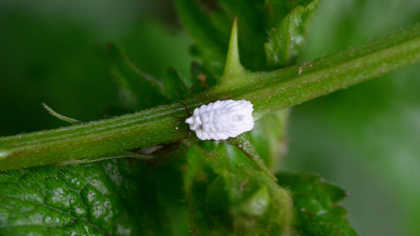 Cocciniglia