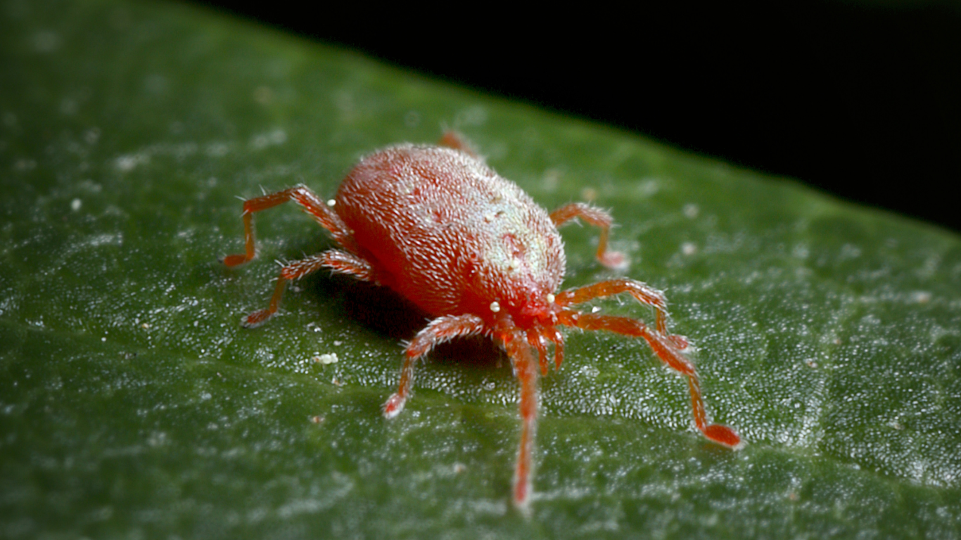 Ragnetto rosso, afidi ed acari