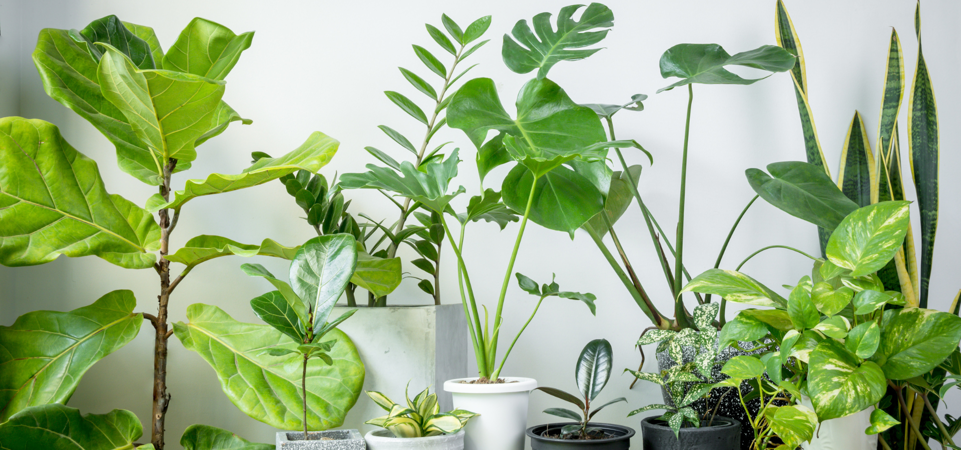Piante Verdi Presto Disponibili